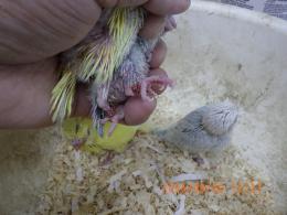 IN-4550　セキセイインコの雛　常時生まれています。