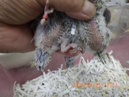 IN-4550　セキセイインコの雛　常時生まれています。