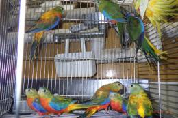 IN-4551　ヒムネキキョウインコ　25年26年生　雄雌2羽で