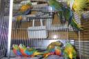 IN-4551　ヒムネキキョウインコ　25年26年生　雄雌2羽で