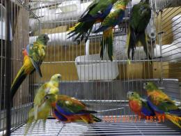 IN-4551　ヒムネキキョウインコ　25年26年生　雄雌2羽で