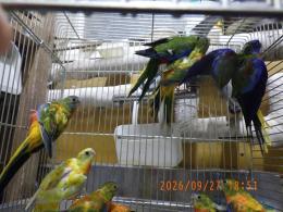 IN-4551　ヒムネキキョウインコ　25年26年生　雄雌2羽で