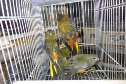 IN-4551　ヒムネキキョウインコ　25年26年生　雄雌2羽で