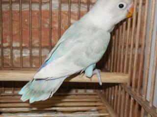 IN-1601 国産シロボタンインコ・若無判別 | キットウココ ペット部