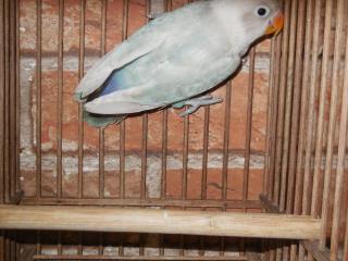 IN-1601 国産シロボタンインコ・若無判別 | キットウココ ペット部