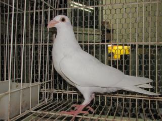 鳩 71yQHbPFU0L._UF350,350_QL80_.jpg