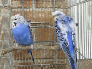 インコ 小鳥のハシゴな休憩所』No872インコ はしご とまり木 おもちゃ