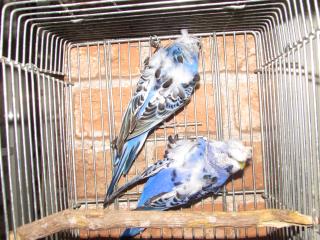 嵐 - キイロイインコ 黄緑色のセキセイインコさん💚 可愛がってもらえてるかなー？ ご