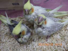 IN-4348　オカメインコの雛　