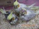 IN-4348　オカメインコの雛　