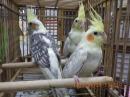 IN-4349　一人餌に成っているオカメインコ　
