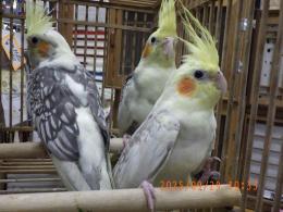 IN-4349　一人餌に成っているオカメインコ　