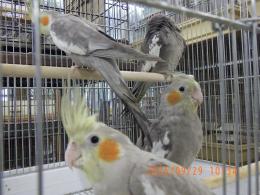 IN-4350　すでに一人餌　オカメインコ　ノーマル雄
