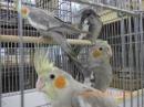 IN-4350　すでに一人餌　オカメインコ　ノーマル雄