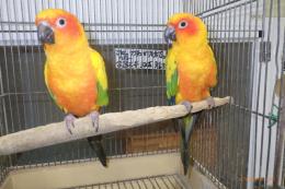IN-4552　コガネメキシコインコ　♂♀で