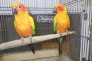 IN-4552　コガネメキシコインコ　♂♀で