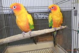 IN-4552　コガネメキシコインコ　♂♀で