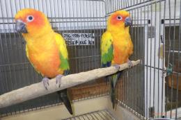 IN-4552　コガネメキシコインコ　♂♀で