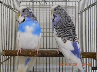 In 2809 ジャンボセキセイインコ パイド 当歳雄雌で キットウココ ペット部