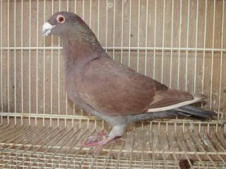 HT-785 体の大きな鳩・レッド・リングナンバーC079