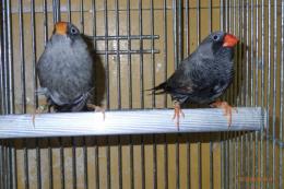 KOT-2764　キンカチョウ「ブラックユーモ」　ペア ④