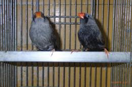 KOT-2764　キンカチョウ「ブラックユーモ」　ペア ④