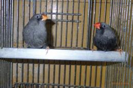 KOT-2764　キンカチョウ「ブラックユーモ」　ペア ④