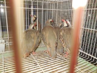 Ta 464 シャコの雄雌で キットウココ ペット部