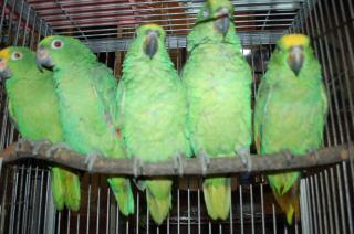 In 1124 キビタイボウシインコ 1羽の価格 キットウココ ペット部 In 1124 キビタイボウシインコ 1羽の価格 キットウココ ペット部