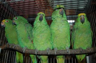 In 1124 キビタイボウシインコ 1羽の価格 キットウココ ペット部 In 1124 キビタイボウシインコ 1羽の価格 キットウココ ペット部