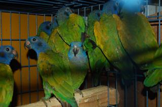 IN-1125 アケボノインコ 1羽の価格(4月6日転記しました