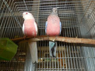 In 1605 アキクサインコ春生まれのペアで キットウココ ペット部 In 1605 アキクサインコ春生まれのペアで キットウココ ペット部