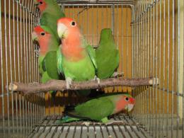 IN-3483 親物コザクラインコ ノーマル | キットウココ ペット部 IN-3483 親物コザクラインコ ノーマル | キットウココ ペット部