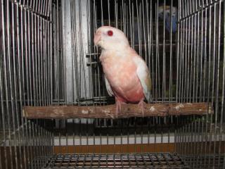 In 2433 アキクサインコ ルチノーの若 キットウココ ペット部 In 2433 アキクサインコ ルチノーの若 キットウココ ペット部