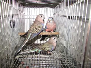 In 2434 アキクサインコ ノーマルの親 キットウココ ペット部