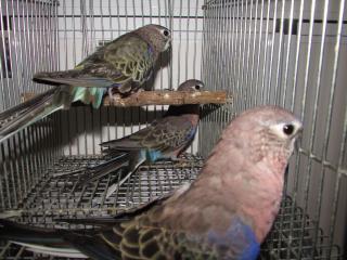 In 2434 アキクサインコ ノーマルの親 キットウココ ペット部