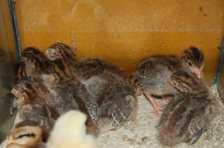 Ta 244 ホロホロチョウのヒヨコ 1羽の価格 ドンドン成長しています キットウココ ペット部