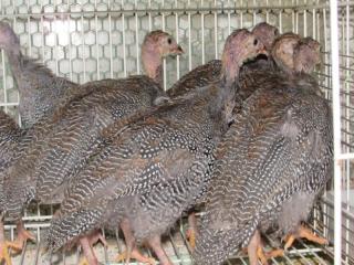 正規店仕入れの 中国工芸 ろうけつ染め 鳥獣蝶 高質で安価 Www Iacymperu Org