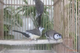 KOT-2894　カノコスズメ　♂2♀1の3羽セットで