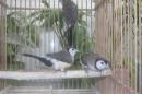 KOT-2894　カノコスズメ　♂2♀1の3羽セットで