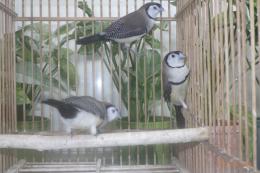 KOT-2894　カノコスズメ　♂2♀1の3羽セットで