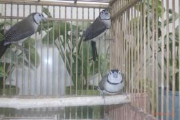 KOT-2894　カノコスズメ　♂2♀1の3羽セットで