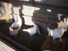鶏　ページ　4玉 鶏小屋鶏舎ニワトリ 屋外大型 飼育小屋鶏小屋 鶏用ケージ キット