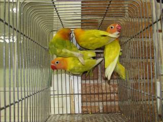 In 02 ヤマブキボタンインコ 若 1羽の価格 キットウココ ペット部