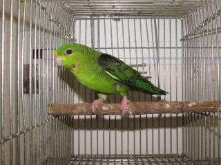サザナミインコ IN-2436 サザナミインコ ノーマル 雄? B品 | キットウココ ペット部