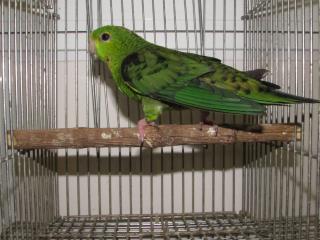 サザナミインコ IN-2436 サザナミインコ ノーマル 雄? B品 | キットウココ ペット部