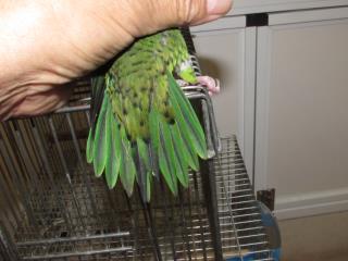 IN-2436 サザナミインコ ノーマル 雄? B品 | キットウココ ペット部