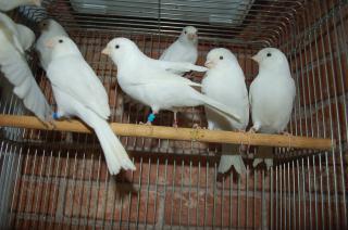 KOT-952 ベルギー産、白カナリヤのペア  キットウココ ペット部