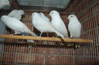 KOT-952 ベルギー産、白カナリヤのペア  キットウココ ペット部