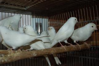 KOT-952 ベルギー産、白カナリヤのペア  キットウココ ペット部